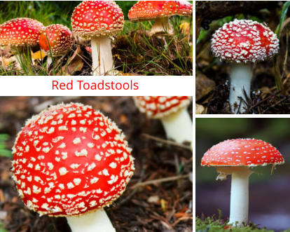 Red Toadstools